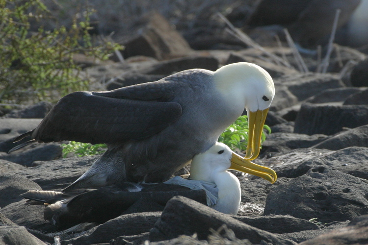 ALG - Albatros des Galapagos - Phoebastria irrorata 2056 Galapagos.JPG